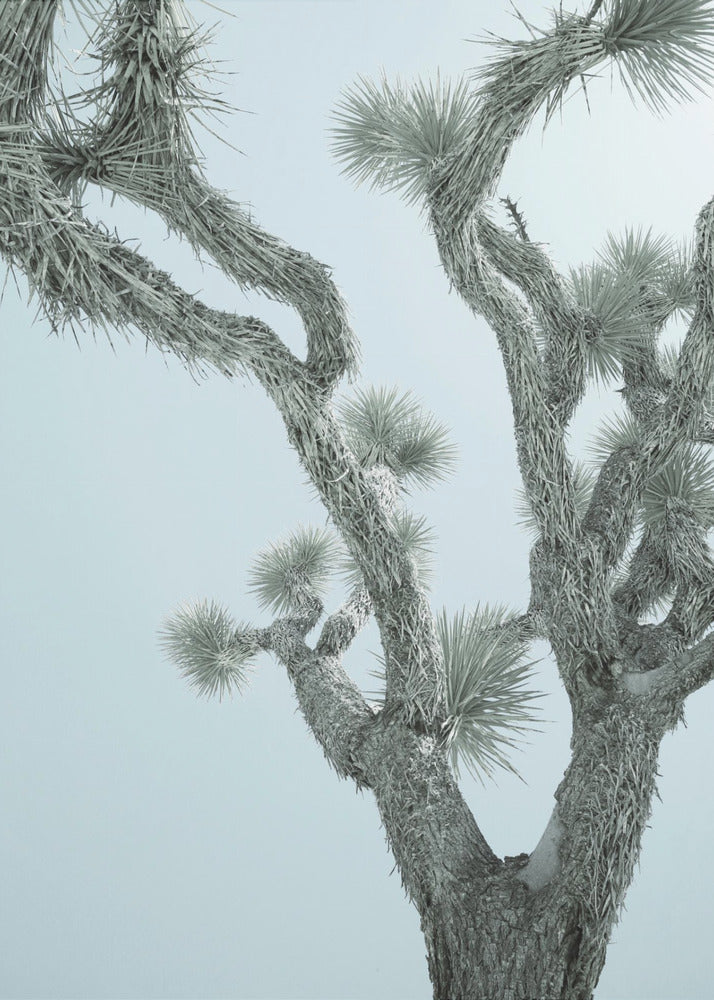 Desert Elegance | Poster