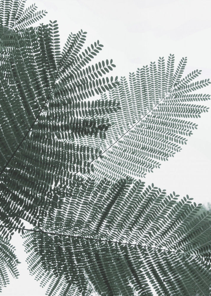 Fern Whispering | Poster
