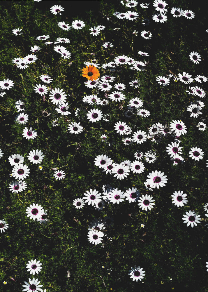Unique Blossom | Poster
