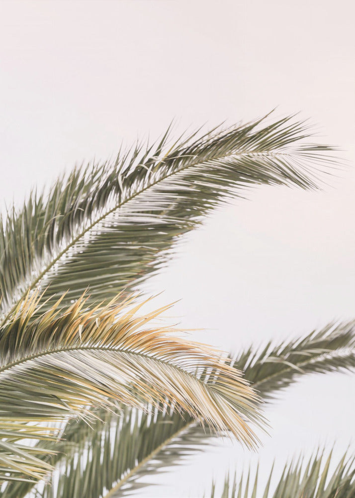 Serene Palms Sway | Poster