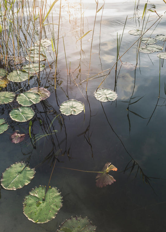 Lily's rustige dageraad | Canvas