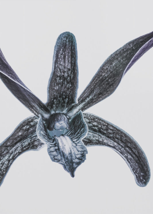 Middernachtbloesem | Poster