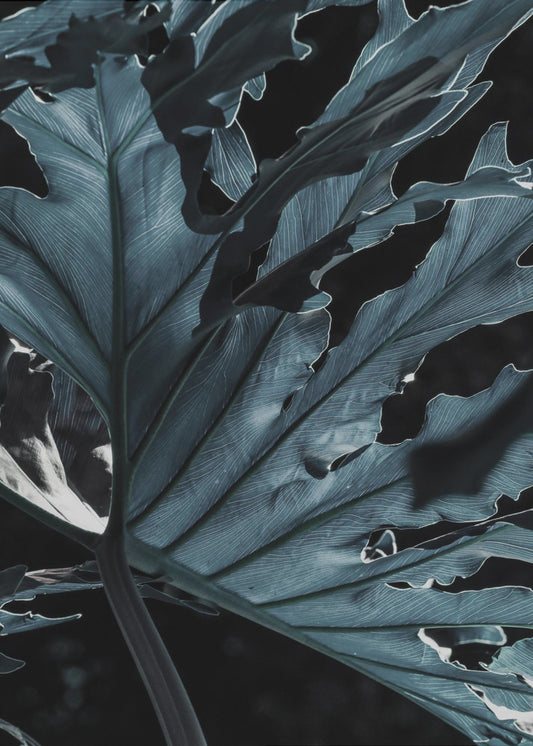 Schaduwrijk bladlandschap | Poster