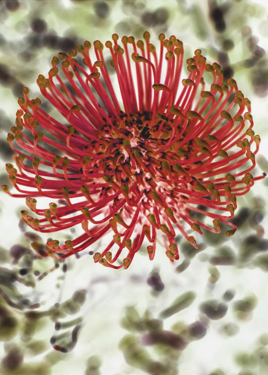 Stralende Bloesem | Poster