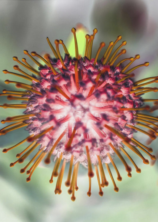 Bloeiende Straling | Poster