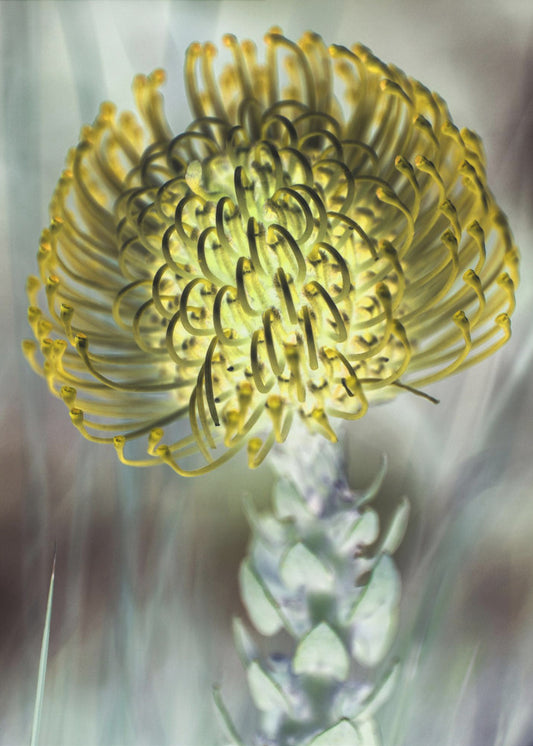 Golden Bloom Burst | Poster