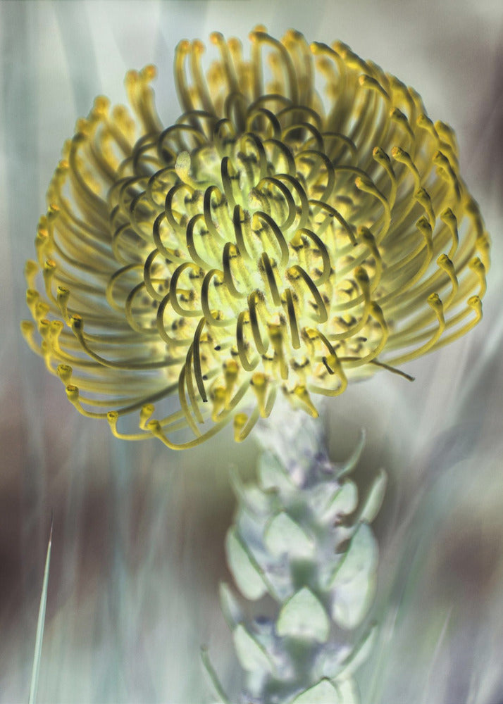 Gouden Bloesem Uitbarsting | Canvas