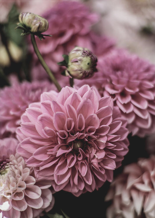 Petal Symphony | Poster