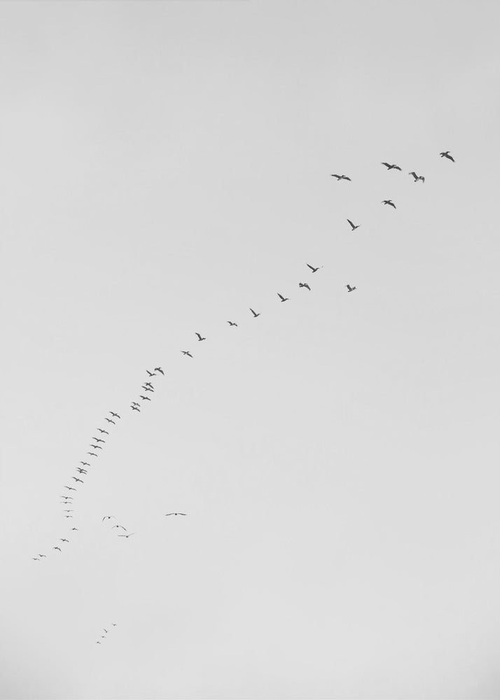 Vlucht in formatie | Canvas