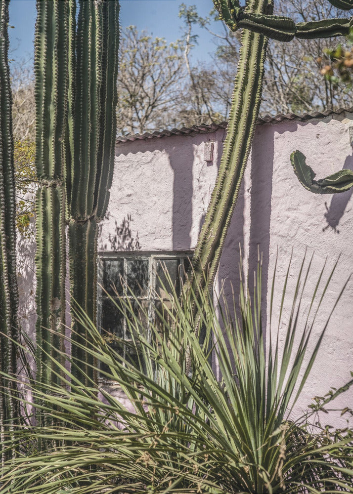 Cactus & Roze Muur | Canvas