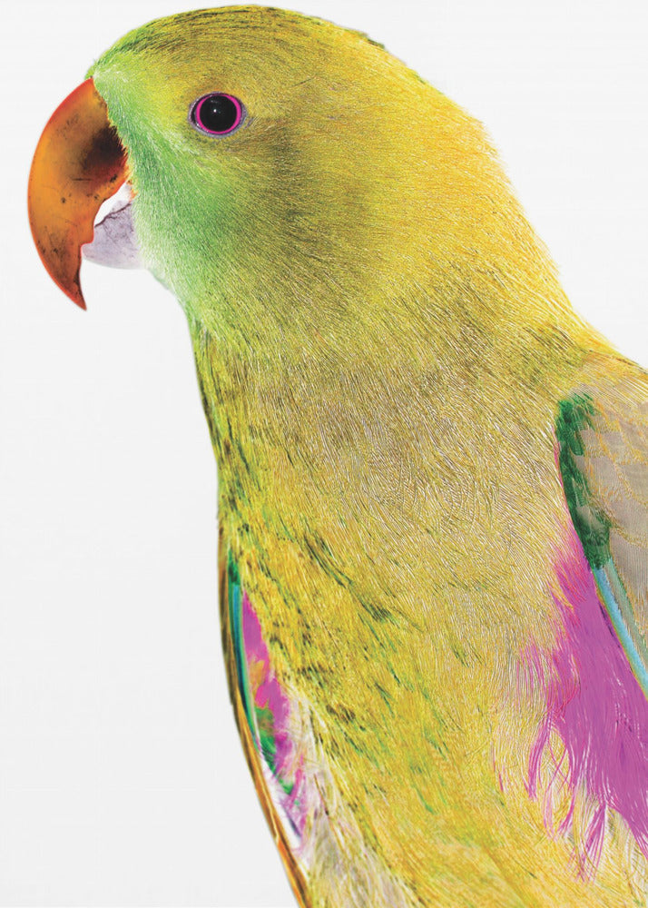 Vibrant Parrot Profile | Poster