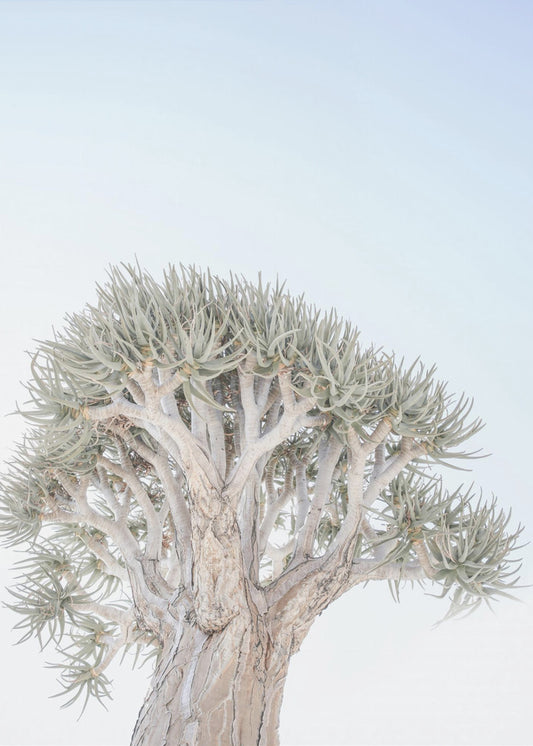Oude sereniteit | Canvas