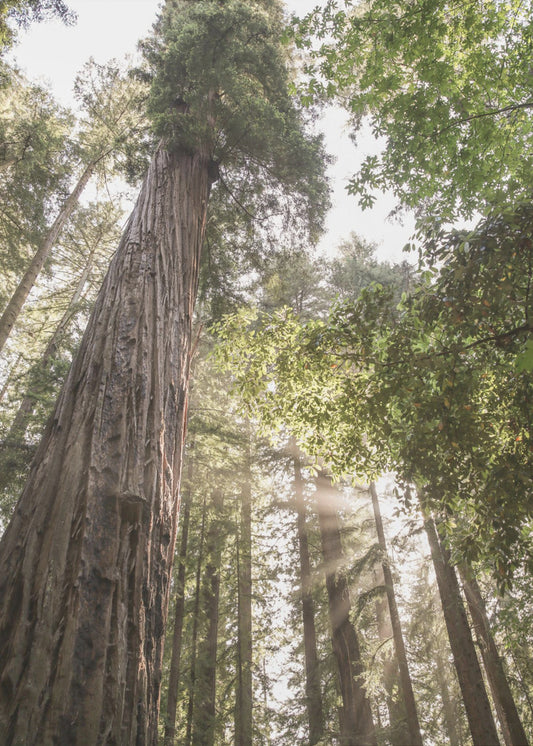 Torenhoge sequoia's | Poster