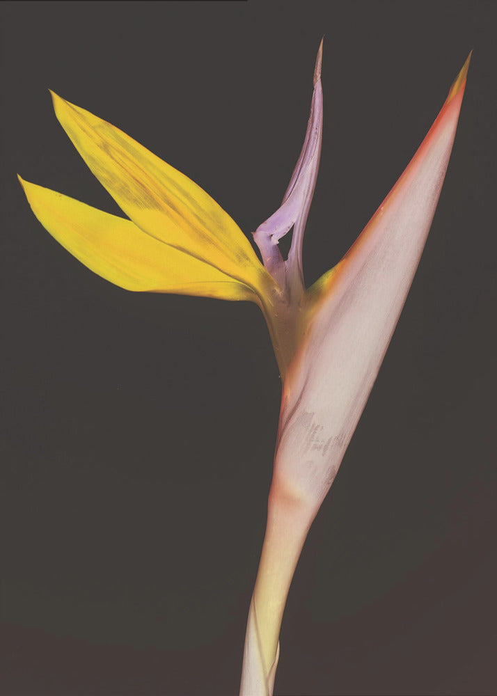 Exotic Blossom Glow | Poster