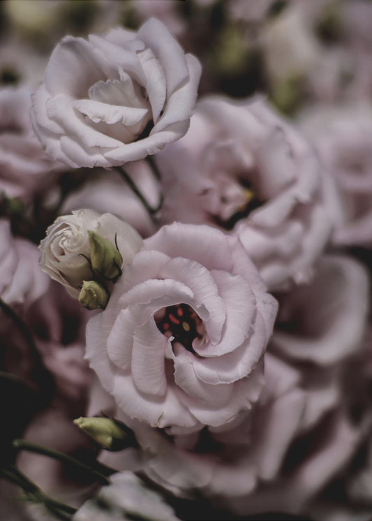 Delicate Beauty of Pink Lisianthus Flower | Poster