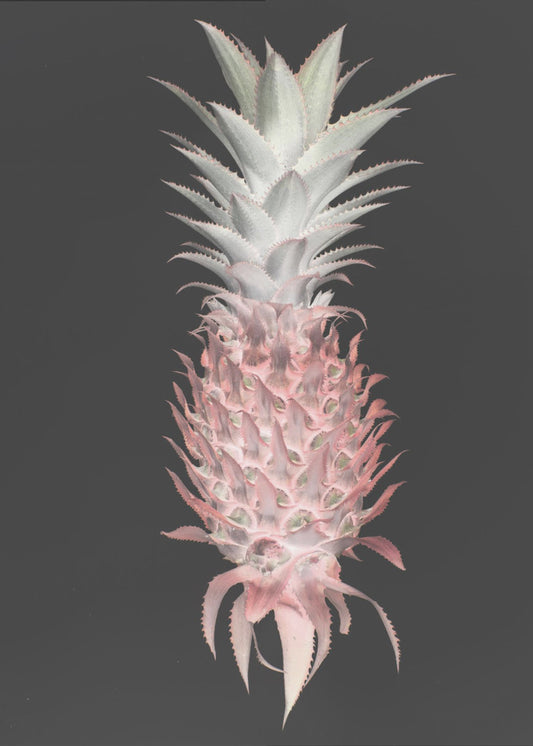 Strawberry Pine | Poster