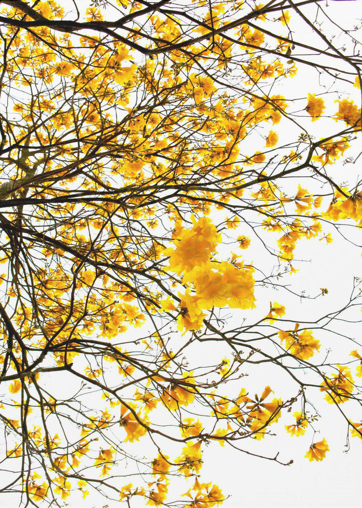 Golden Canopy Burst | Canvas