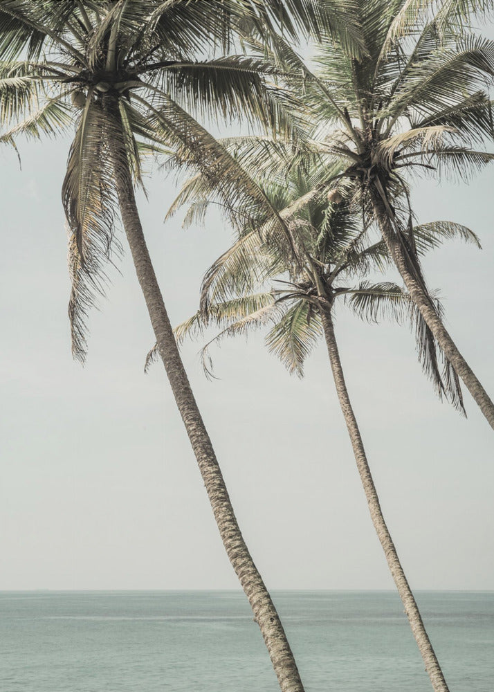 Ocean Breeze Palms | Poster
