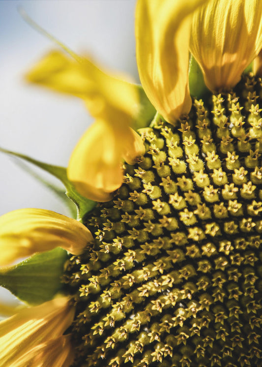 Zonnebloem close-up | Poster