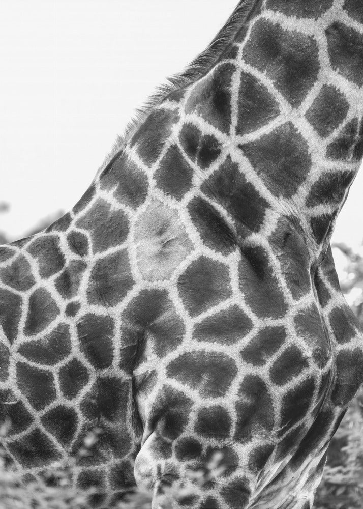 Intricate Patterns Of A Giraffe's Skin | Canvas