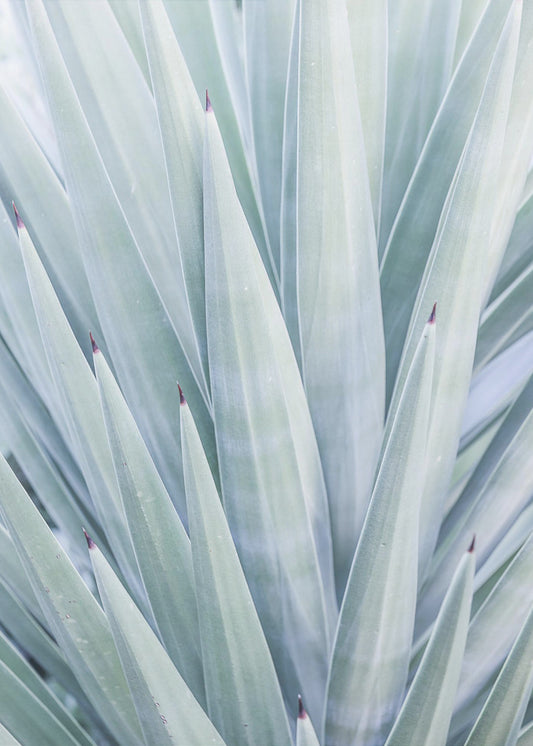 Azuurblauwe Agave Dans | Canvas