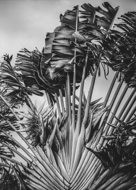 Tropische Danseres | Poster