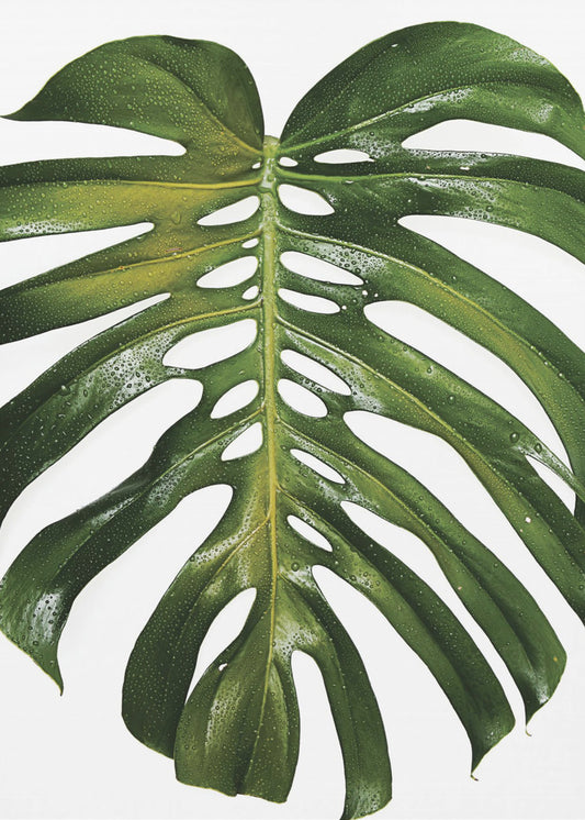 Groen Monstera-blad | Poster