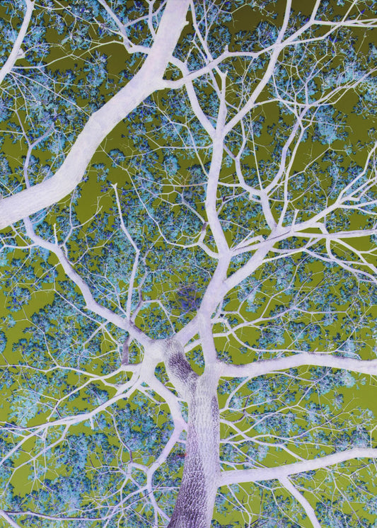 Surrealistische takken | Canvas