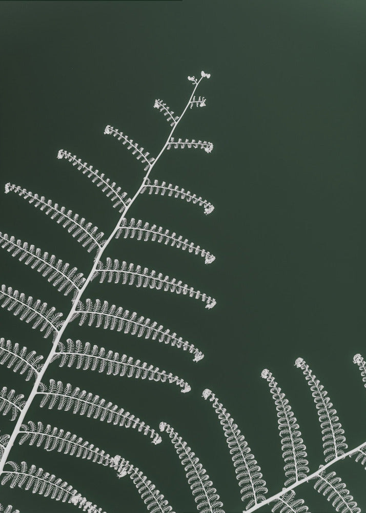 Fern's Gentle Curve | Canvas