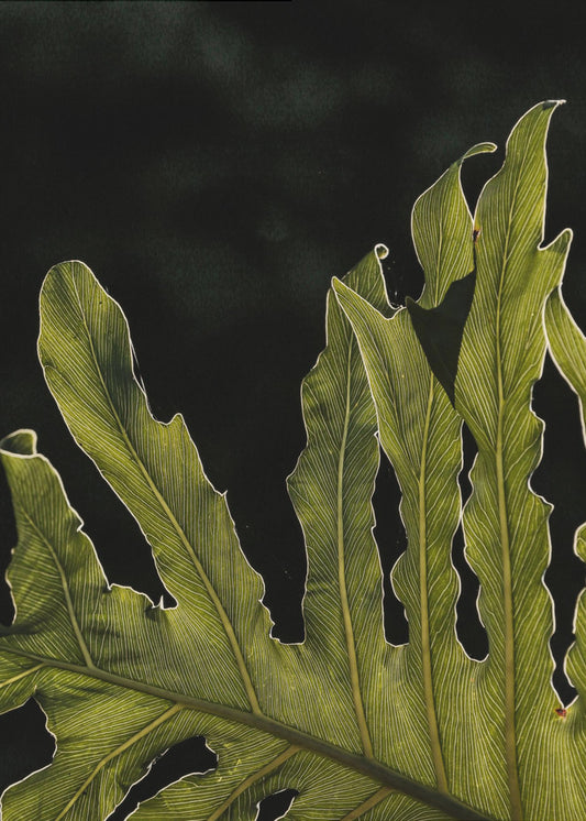 Bladsilhouet | Poster