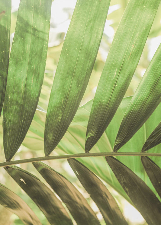 Schoonheid van palmbladeren | Canvas