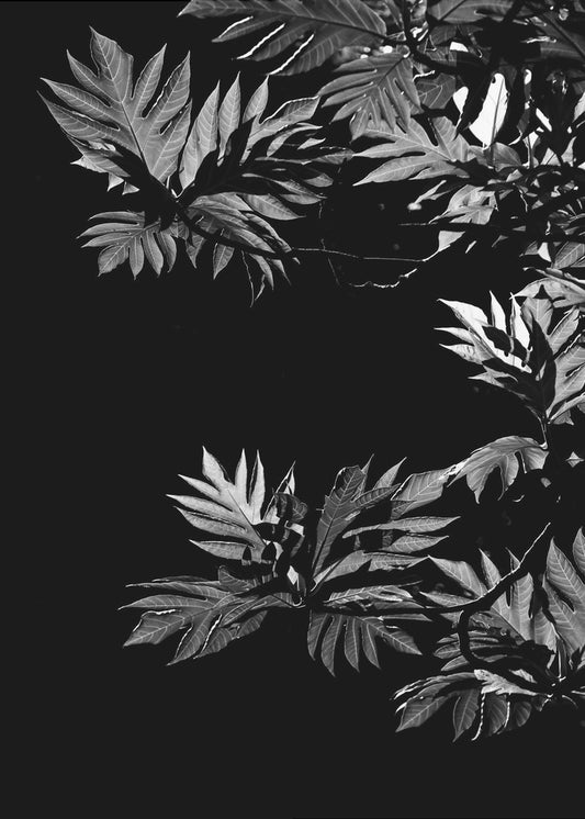 Schaduwen van bladeren | Poster