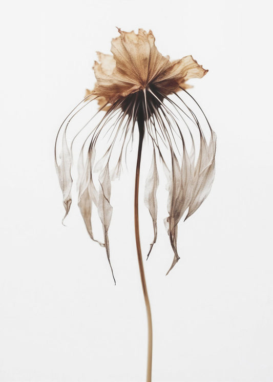 Vervaagde elegantie | Poster