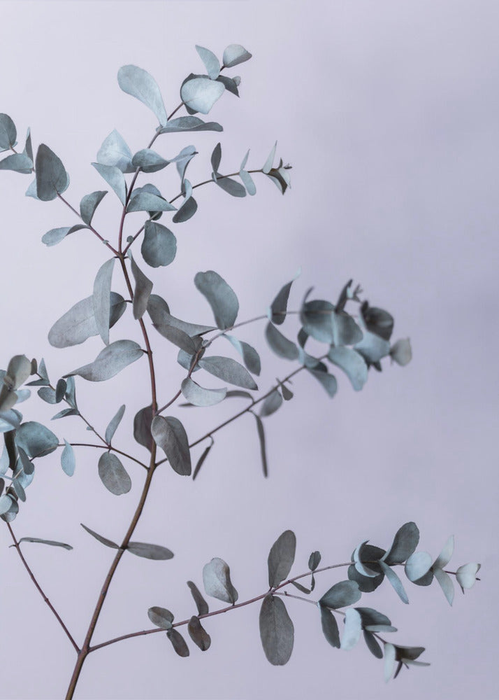 Eucalyptus 13 | Poster