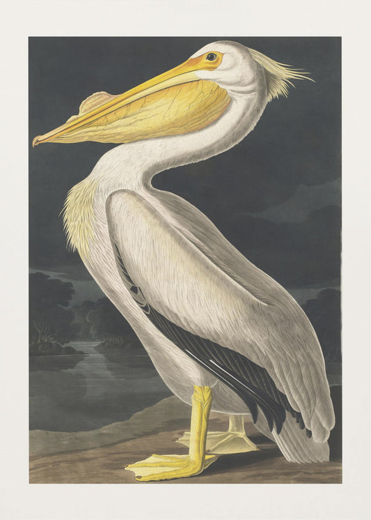 Amerikaanse witte pelikaan uit Birds of America (1827) | Poster