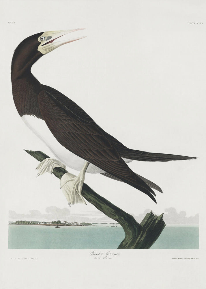 Booby Gannet van Birds of America (1827) | Canvas