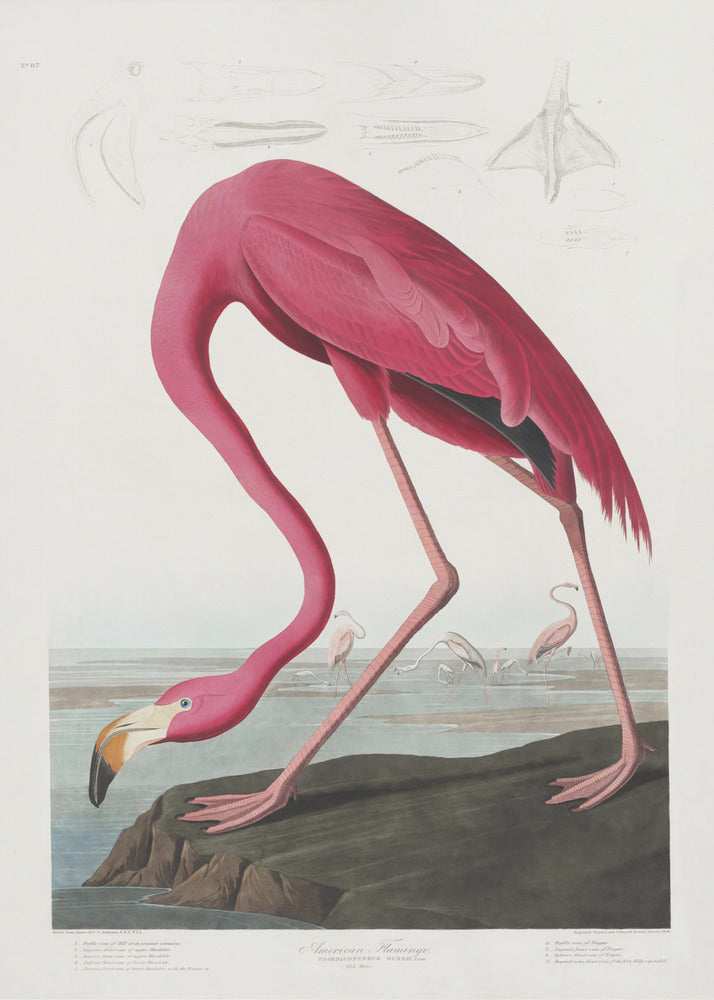 Roze flamingo uit Birds of America (1827) | Canvas