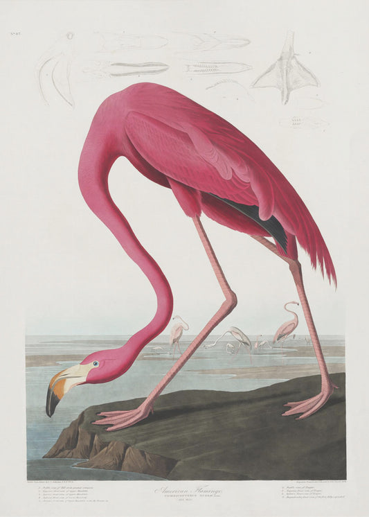 Roze flamingo uit Birds of America (1827) | Canvas