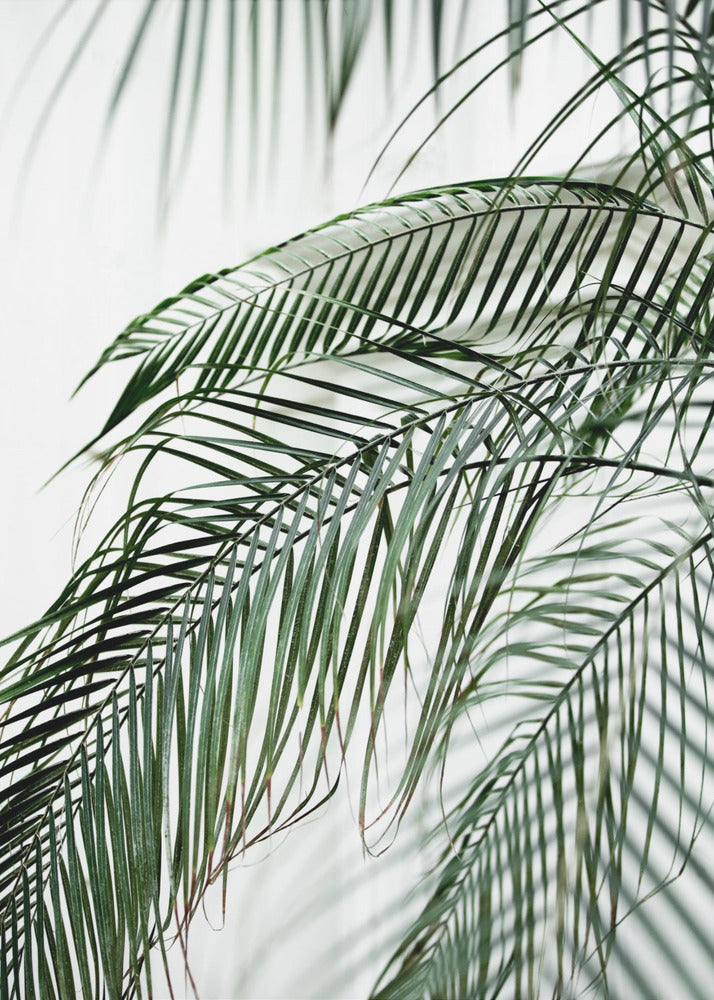 Palmbladeren 21 | Canvas