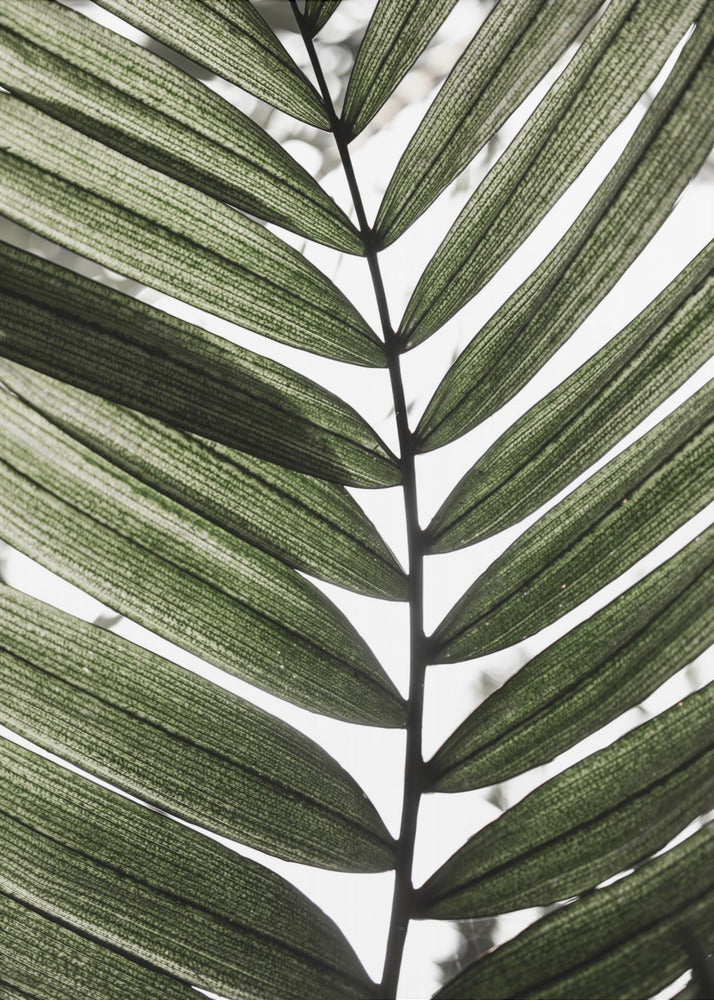 Palmbladeren 24 | Canvas