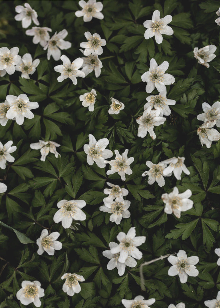 Tiny Flowers 2 | Poster