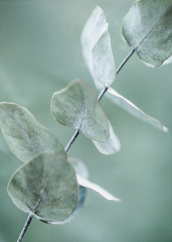 Eucalyptus 9 | Poster