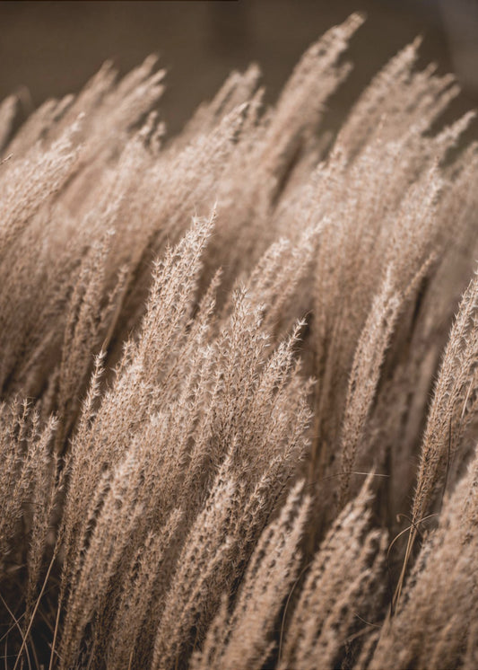 Gras 16 | Canvas
