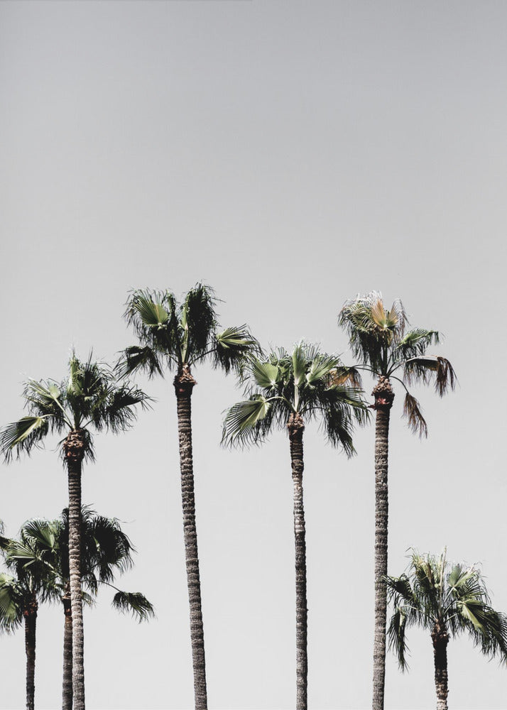 Palmbomen 5 | Poster
