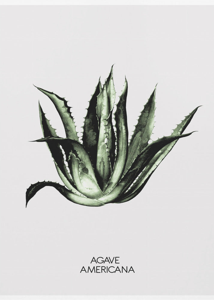 Green Agave Elegance | Poster