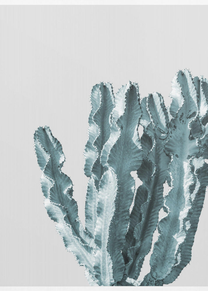 Cactus Elegantie | Canvas