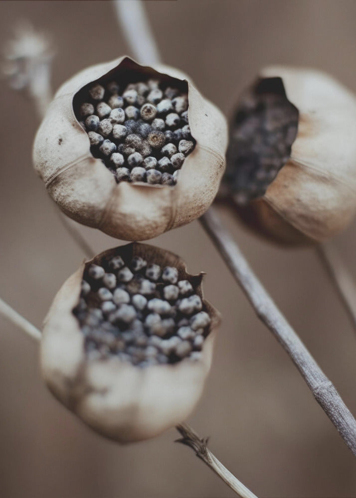 Capsules van de natuur | Poster
