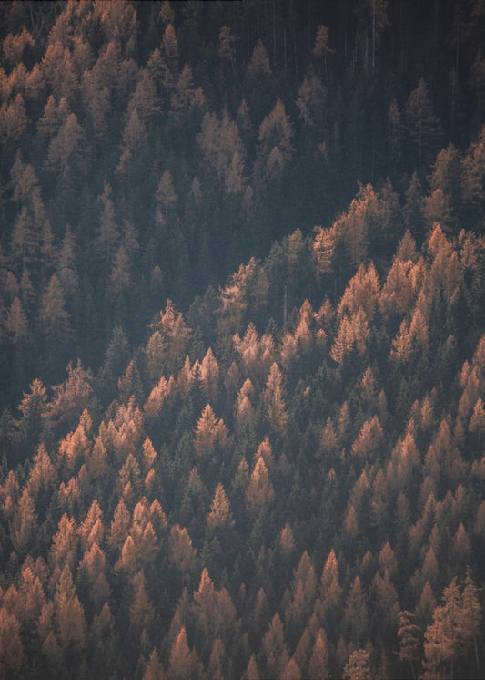Herfstbos 2 | Canvas
