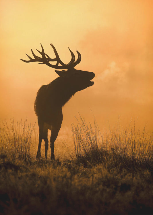 Ochtendoproep | Canvas