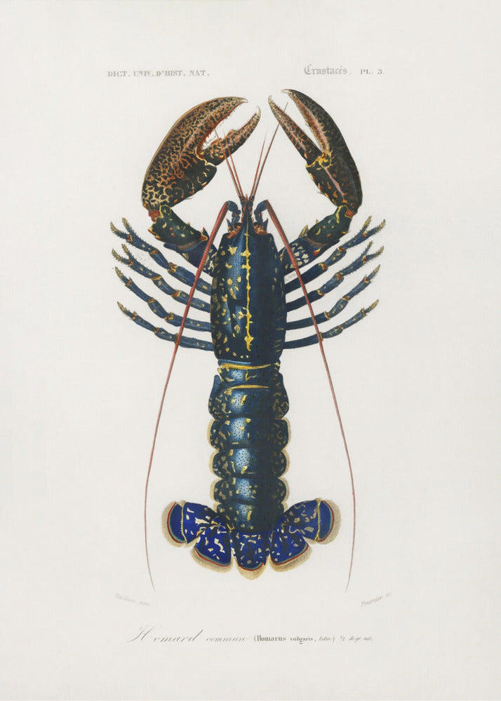 Karmozijnrode rivierkreeft | Poster